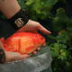 Huge goldfish are not found naturally in steams, lakes or rivers. When they are found there, they are considered to be an invasive species.