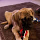 The English Mastiff is one of the calm dog breeds.
