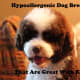 Hypoallergenic dog breeds that are great with kids.
