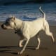 A Dogo Argentino.