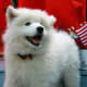 White puppies come in all sizes.