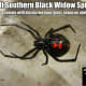 The Southern Black Widow Spider females can be easily identified by the distinctive hourglass shape on their abdomens.