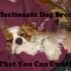The Cavalier King Charles Spaniel is affectionate.
