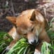 An adult dingo.