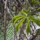 Spring Green Virginia Creeper Leaf