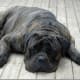 A brindle Bullmastiff.