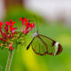 the-most-beautiful-animals-part-2