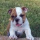 English Bulldogs like to smile and are rarely aggressive.