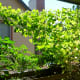 how-to-grow-mouse-melons