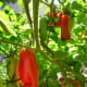 At the peak of the season, there's always a bunch of ripe San Marzano tomatoes to be picked!
