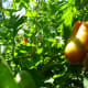 Ripening tomatoes.