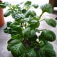 Orange Bell Pepper Plants in Containers.