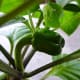 Growing Green Bell Pepper. When ripe, this fruit will turn orange.