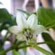 Poblano Pepper Flower.