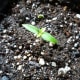 Habanero pepper plant seedling. Its first set of true leaves is just starting to set.