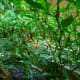 A bunch of Pequin Peppers ready for harvesting.
