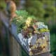 This succulent garden was planted in an old, paint stained container and placed on a fence for good effect.
