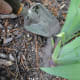 Just add a little ash around the targeted plant, and you have a protective barrier from crawling insects.