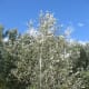 White Poplar Tree in the Breeze