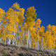 A Stand of Quaking Aspen in Fish Lake National Forest