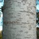The Quaking Aspen's bark is quite unique.