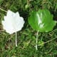 There's no mystery as to why this tree is known as the Silverleaf Poplar!