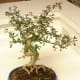 A seriss bonsai, or snow rose