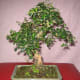 Fukien tea bonsai