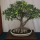 Ficus nerifolia