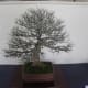 Chinese elms can be defoliated in winter to create beautiful winter silhouettes.