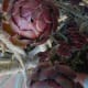 shiny-chocolate-rosettes-cluster-this-aeonium-succulent