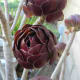shiny-chocolate-rosettes-cluster-this-aeonium-succulent