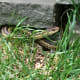 A garter snake near our back steps