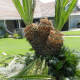 How to Care for a Sago Palm (and Why They Are So Difficult) - Dengarden ...