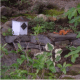 growing-and-dividing-hosta-plants