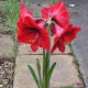 Amaryllis plant.
