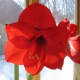 Amaryllis blooming in winter.