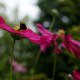 Cosmos