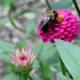 Zinnia
