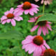 Purple coneflower