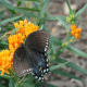 Butterfly weed