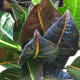 Croton