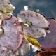 Water lily leaves strewn with cherry blossom.