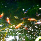 Feeding frenzy! :) Contrast enhanced.