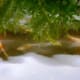 Fish at feeding time.