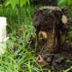 Dirt applied to top of stump