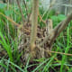 Stump before trimming (close up view)