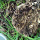 Trimmed stump (top view)