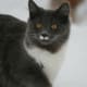 half-breed-maine-coons