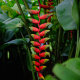 Heliconia rostrata.